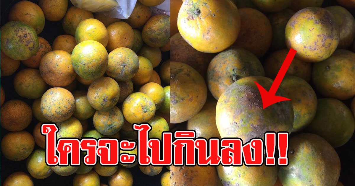 สาวซื้อส้มเป็นของฝากช่วง ปีใหม่