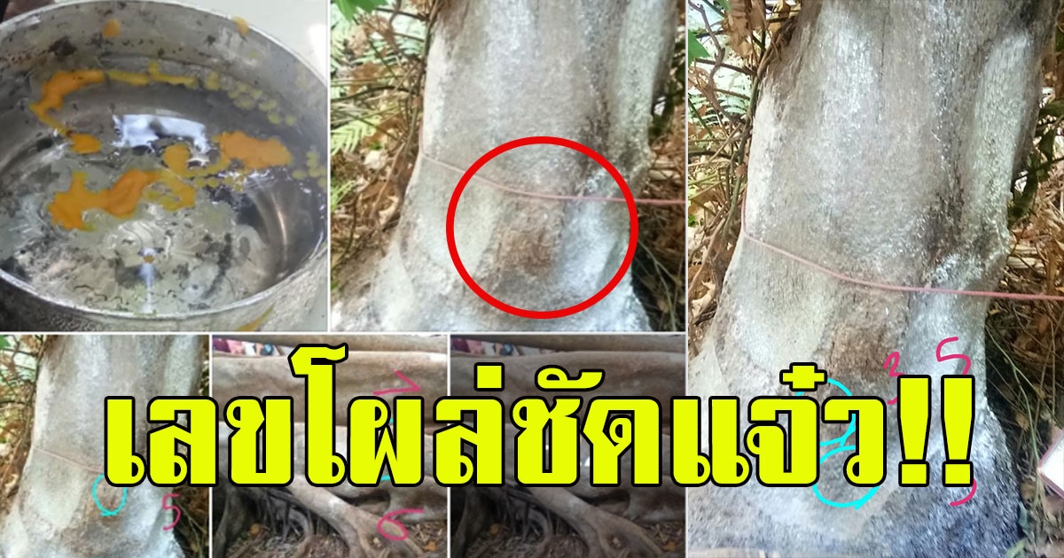 สาวโพสต์ไปทำบุญ คำชะโนด เลขโผล่ชัดแจ๋ว