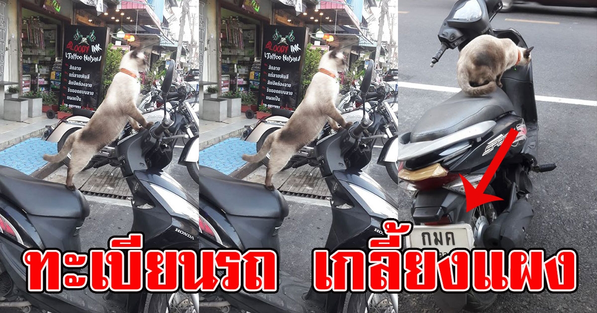 สาวโพสต์น้องแมว ขึ้นรถไม่ยอมไปไหน