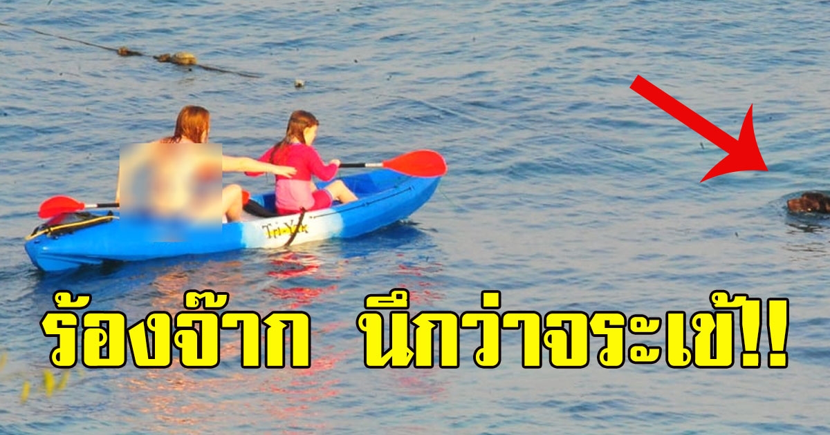 สาวตกใจ นึกว่า จระเข้ ว่ายน้ำอยู่กลางทะเล