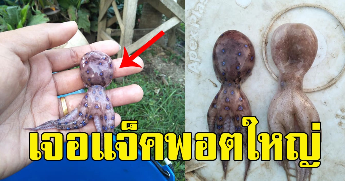 สาวซื้อ ปลาหมึก ที่ตลาดนัดคลองถม