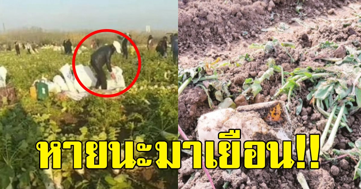 ชาวไร่ใจบุญ ประกาศแจก หัวไชเท้าให้ฟรีๆ