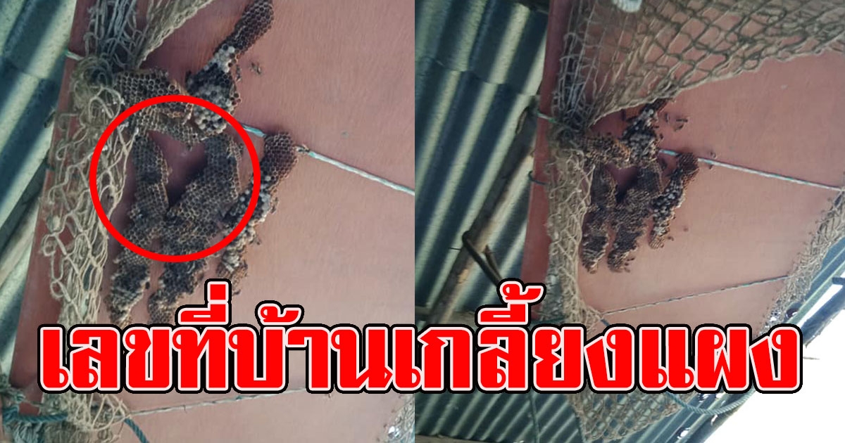 สาวโพสต์ ต่อ มาทำรังที่บ้าน