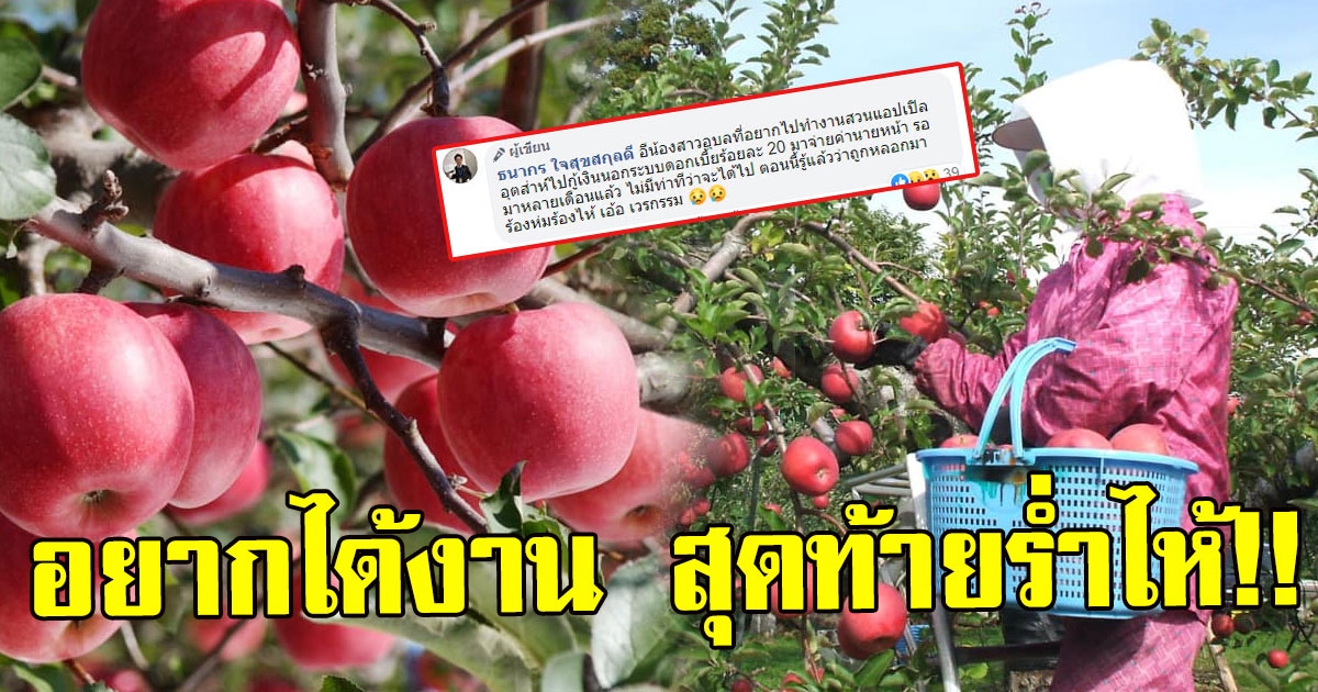 สาวอุบลฯ สมัครงานสวนแอปเปิลที่ญี่ปุ่น โอนเงินมัดจำเรียบร้อย