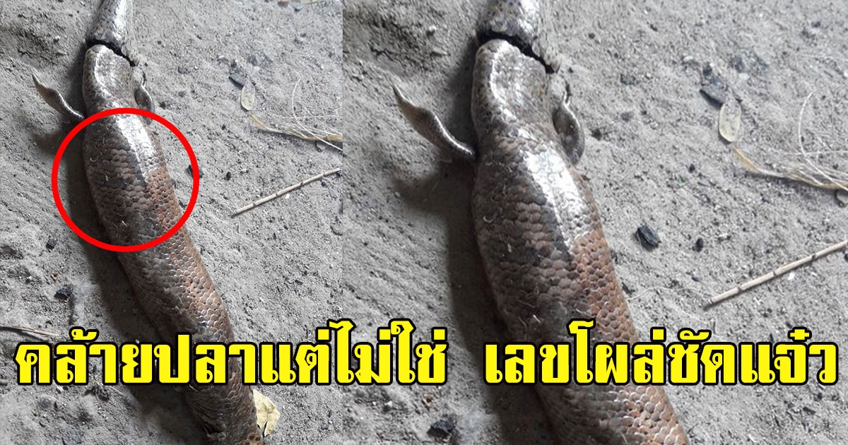 สาวเจอ ตัวประหลาดที่บ้าน