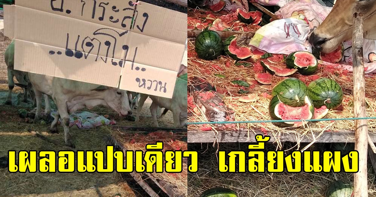 แม่ค้าขายแตงโมร้องลั่น ไม่อยู่ร้านแค่แป๊บเดียว เจอแขกไม่ได้รับเชิญ