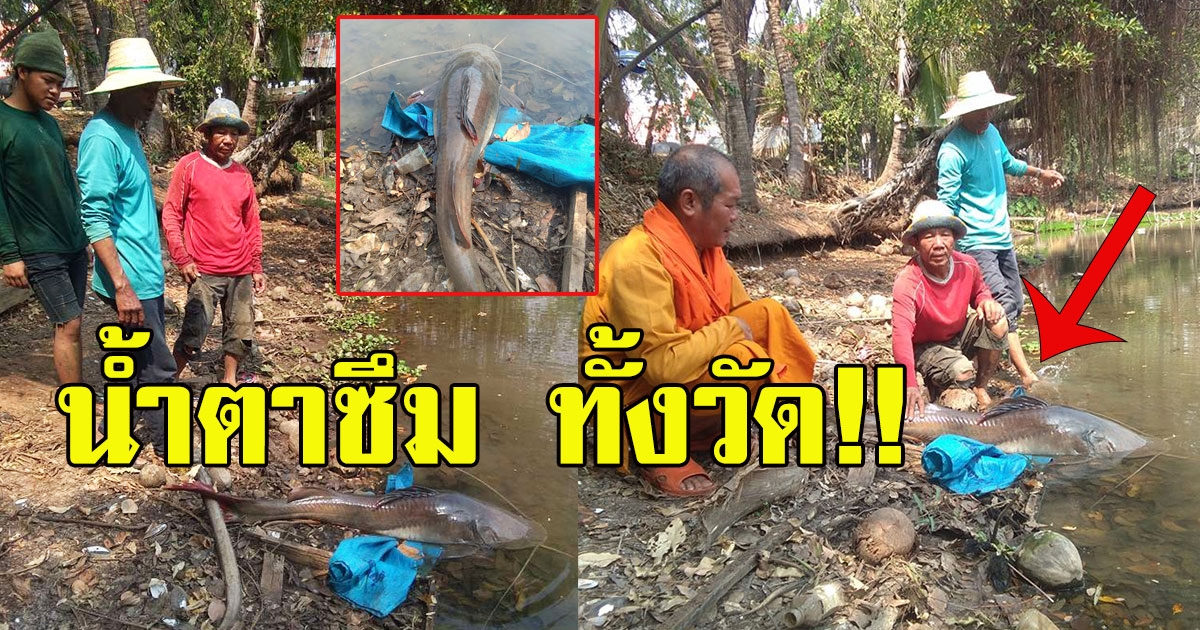 หนุ่มซื้อปลา มาปล่อยที่วัด