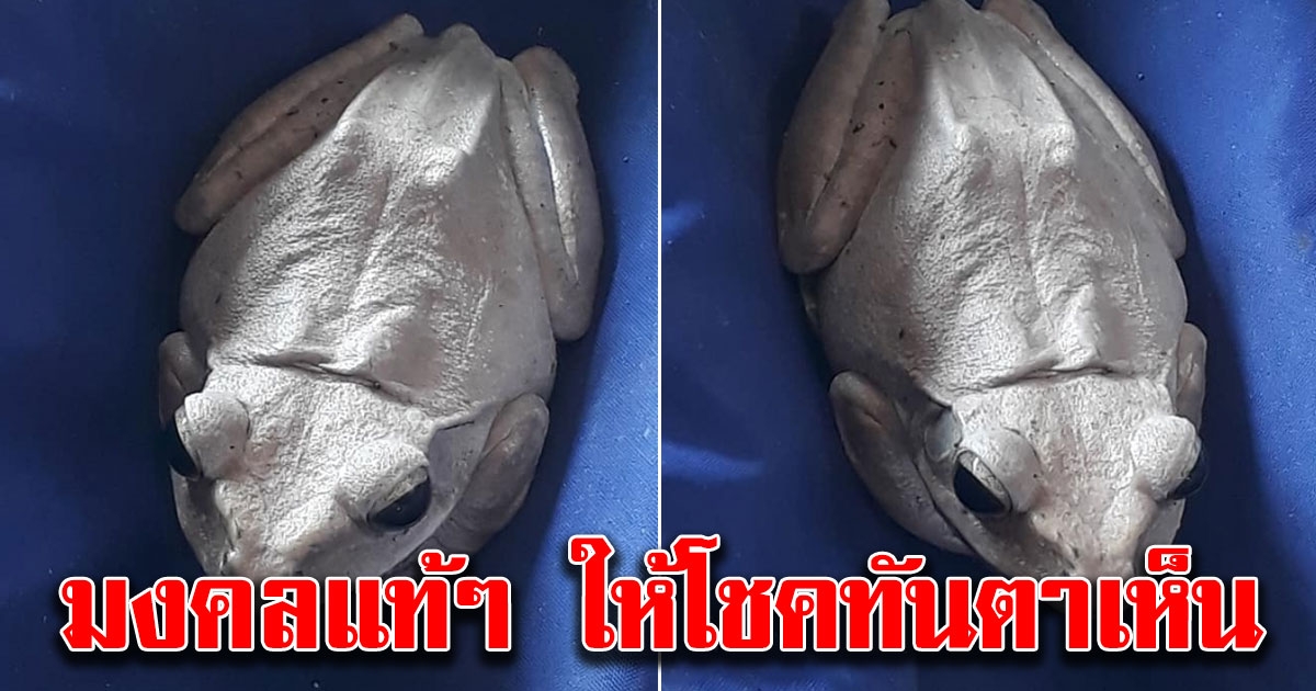 สาวเจอตะปาดสีขาว