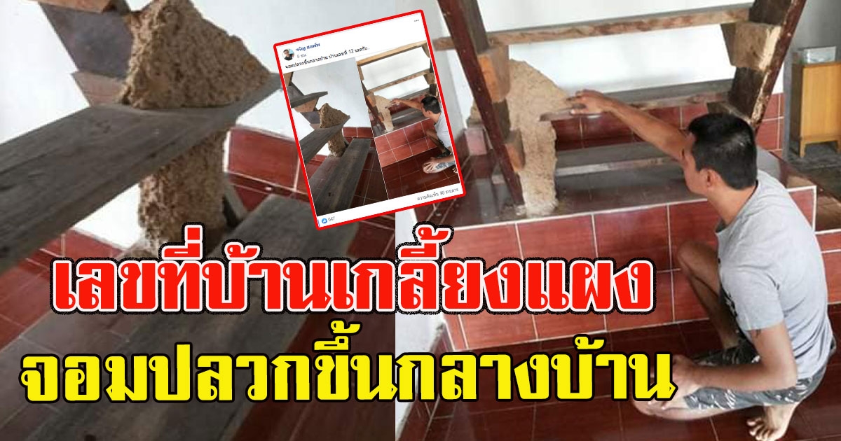หนุ่มโพสต์ จอมปลวกขึ้นกลางบ้าน แห่ซื้อเลขที่