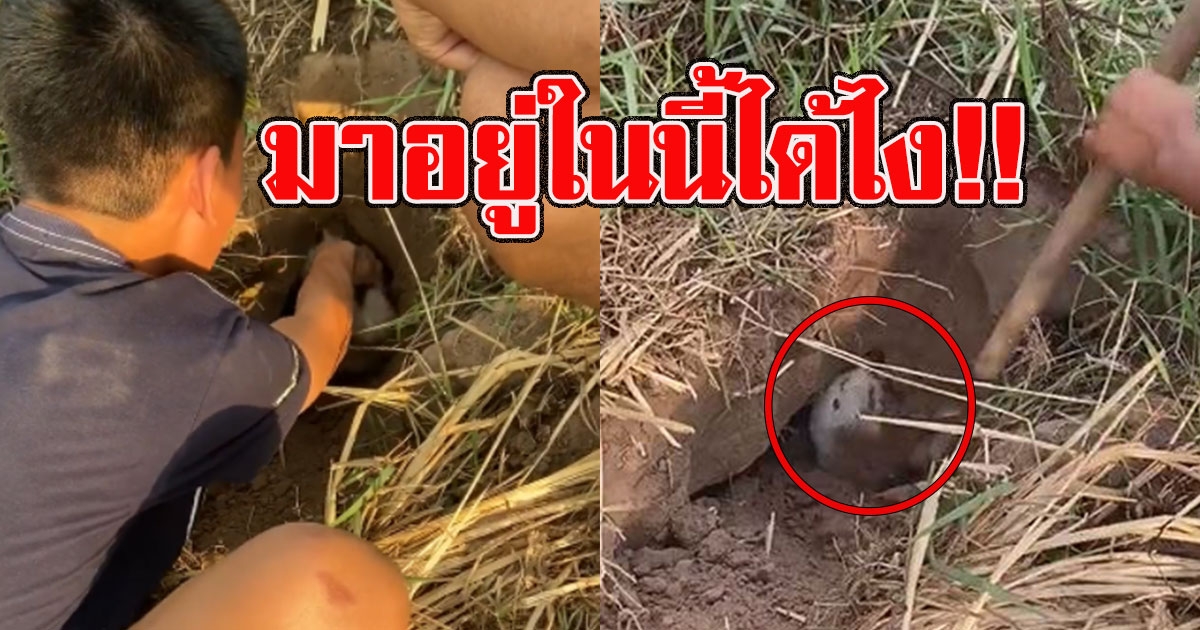 กลุ่มวัยรุ่นรีบช่วยกันขุดดินที่โพรงหญ้า