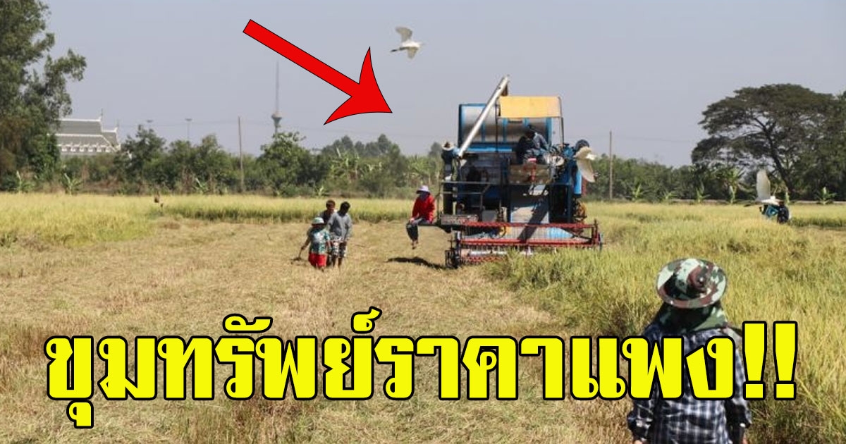 ชาวบ้านเเห่มุงรอบรถเกี่ยวข้าว