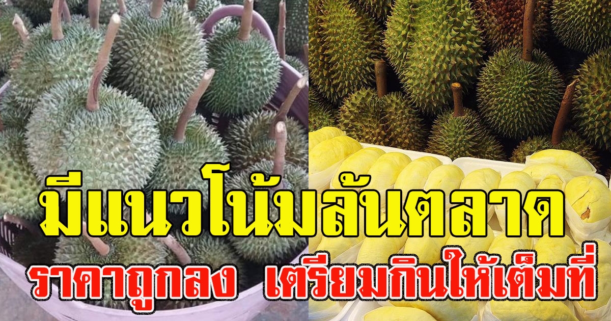 ล้นตลาดแน่นอนปีนี้ ล้งจีนกดราคาทุเรียน อีกทั้งหยุดรับซื้อ รังนก กุ้ง