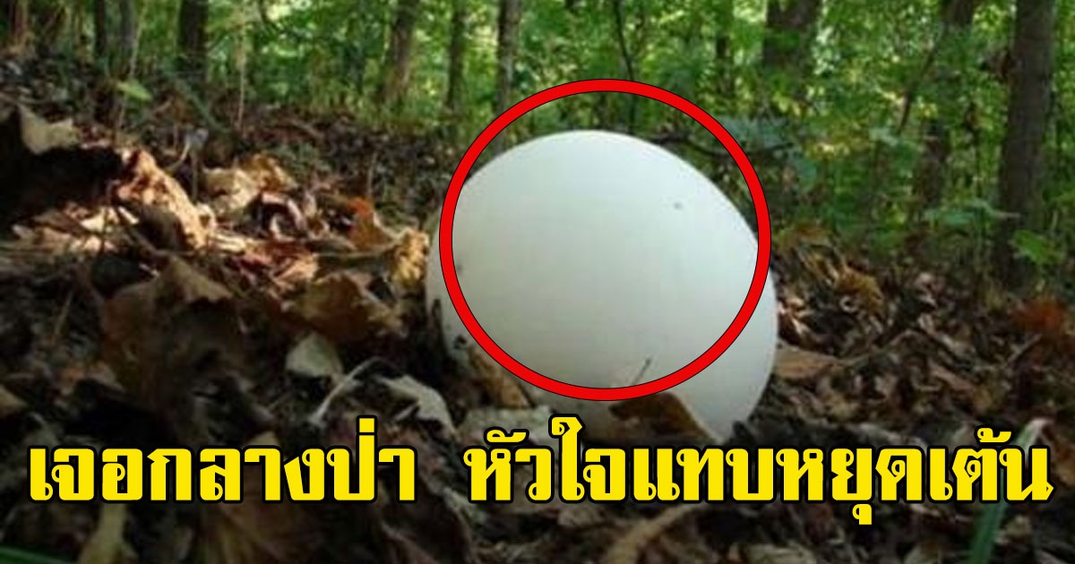ชาวบ้านพบไข่สุดแปลก