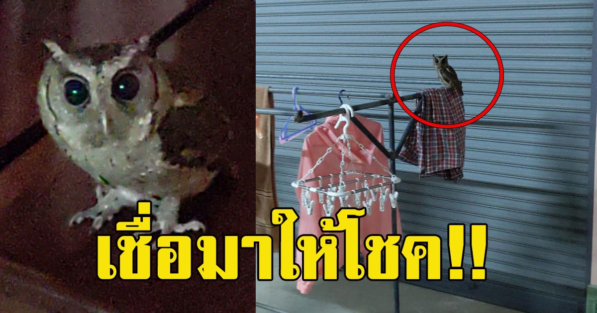 สาวโพสต์นกฮูก เข้าบ้าน แห่ซื้อเลขที่บ้าน