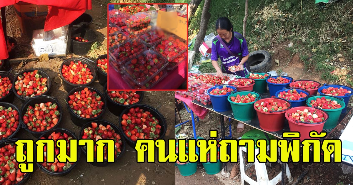 หนุ่มโพสต์ สตอร์เบอรี่ลูกโต