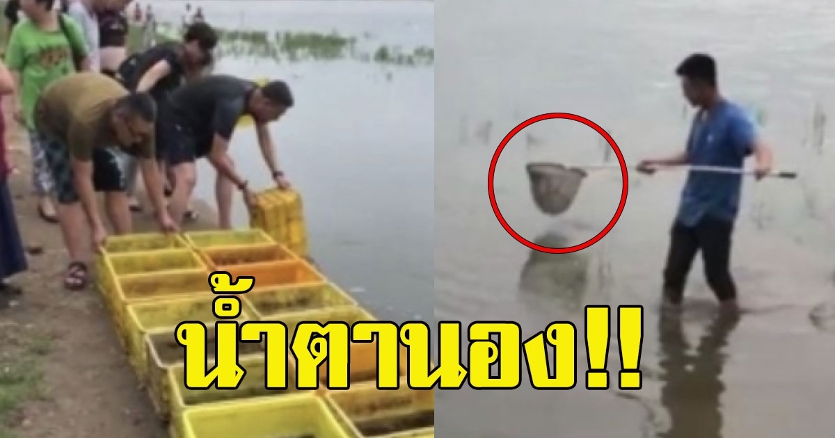 หนุ่มเหมาตลาด ซื้อปลา 10000 ตัว มาปล่อย